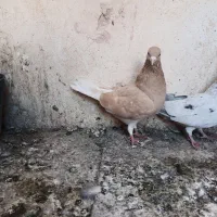 کفتر پرشی|پرنده|سبزوار, جهاد کشاورزی|دیوار