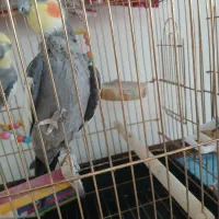 عروس هلندی نر|پرنده|قدس, شهرقدس|دیوار