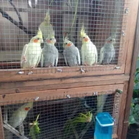 عروس هلندی سالم