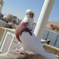 کبوتر نقابی سرخ|پرنده|هرسین, |دیوار