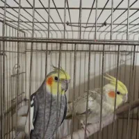 طوطی عروس هلندی و کاسکو دستی مولد سخنگو|پرنده|تهران, حکیمیه|دیوار