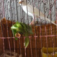 قناری ماده سفید، کوار سهره