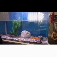 آکواریوم شیشه خم شرکتی