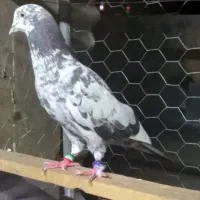 کبوترهای امانتی که گم شدن|حیوانات|خوی, |دیوار