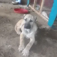 سگ ماده یکساله