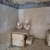 کبوتر|پرنده|چادگان, |دیوار