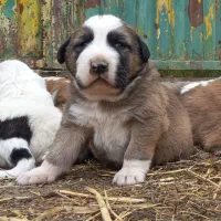 توله سگ الابای نرو ماده زیر فی نگهبان گله ای محافظ