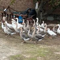 فروش قوغاز