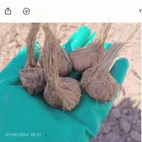 پیاز زعفران درجه یک تربت‌ حیدریه  (ارسال دارم)|خوردنی و آشامیدنی|تربت‌حیدریه, پائین ولایت|دیوار