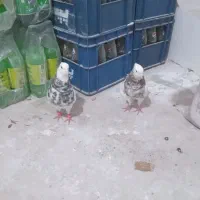 کفتر