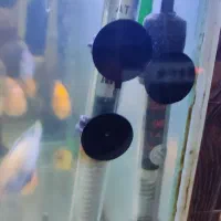 ماهی|ماهی|مشهد, شهید معقول|دیوار