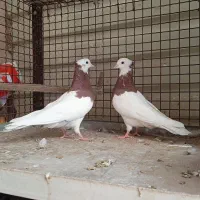 طوق سرخ|پرنده|شیراز, کوزه گری|دیوار