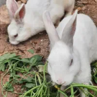 خرگوش های سفید