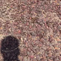 ضایعات خرما