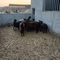 بره نر داشتی پای پروار