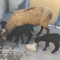گوسفند بابره داشتی جوان شک|حیوانات مزرعه|کوزران, |دیوار