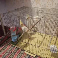 فروش عروس هلندی