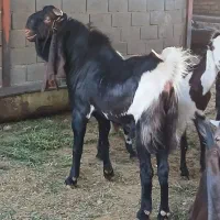 نز بز اصیل پاکستانی