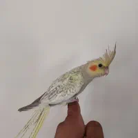 جوجه عروس هلندی۲ ماه|پرنده|بجنورد, |دیوار