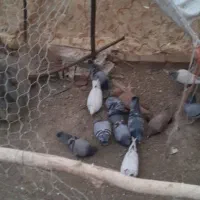 کبوتر پلاکی