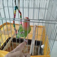 طوطی برزیلی رام و اهلی با قفس|پرنده|اردبیل, |دیوار