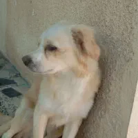 واگذاری سگ|سگ|جیرفت, |دیوار