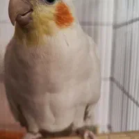 یک جفت عروس هلندی نر و ماده مولد با قفس|پرنده|پاکدشت, پاکدشت (مامازند)|دیوار