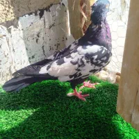 سینه سیاه نر مست