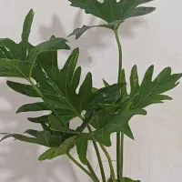 فروش انواع گل و کود های آپارتمانی|گل و گیاه طبیعی|خاش, |دیوار