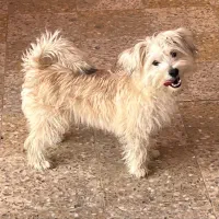 واگذاری سگ واکسینه