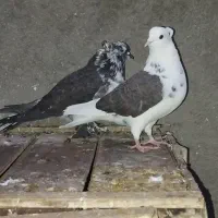 تهرانی|پرنده|شاهرود, |دیوار