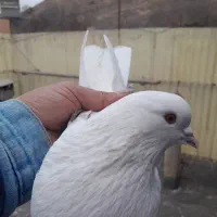 کفتر|پرنده|تهران, ازگل|دیوار