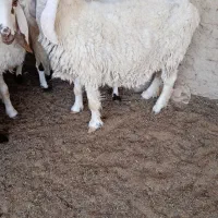 گوسفند مری|حیوانات مزرعه|زابل, |دیوار