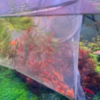 انواع شریمپ کت فیش کفخوار و گیاه آکواریومی