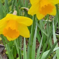 پیاز گلهای معطر|گل و گیاه طبیعی|رشت, نیروی دریایی|دیوار