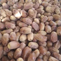 خرما قصب درجه ۱