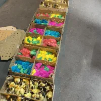 جوجه یک روزه تک و عمده