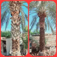 تمیز کردن نخل