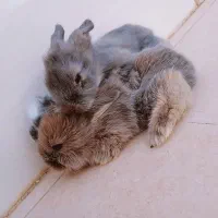 بچه خرگوش لوپ و مینیاتوری اصیل|موش و خرگوش|طبس, |دیوار