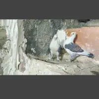 دوجفت نوک موشی|پرنده|مهر, |دیوار