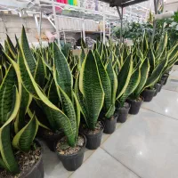 سانسوریا زاموفیلیا بلک برکین بامبو خاکی گندمی دیفن|گل و گیاه طبیعی|قم, ولیعصر|دیوار