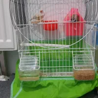 یک جفت فنچ مولدویک عددمرغ عشق نرباقفس|پرنده|ملارد, |دیوار