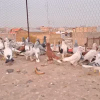 ۳۲عدد کفتر پرشی|پرنده|تاکستان, |دیوار