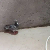 ماده پولکی|پرنده|تربتحیدریه, بازار|دیوار