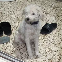 فروش یک سگ ماده نوع شیتزو سفید رنگ|سگ|خرمآباد, |دیوار