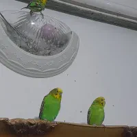 معاوضه و فروش مرغ عشق