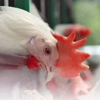 مرغ تخمی تخمگذار
