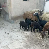 میش و بره دوقلو