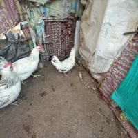 گلین اصل|حیوانات مزرعه|ارشق, |دیوار