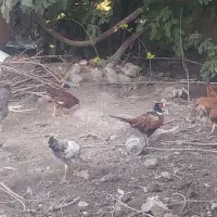 مرغ زینتی عشق بازی